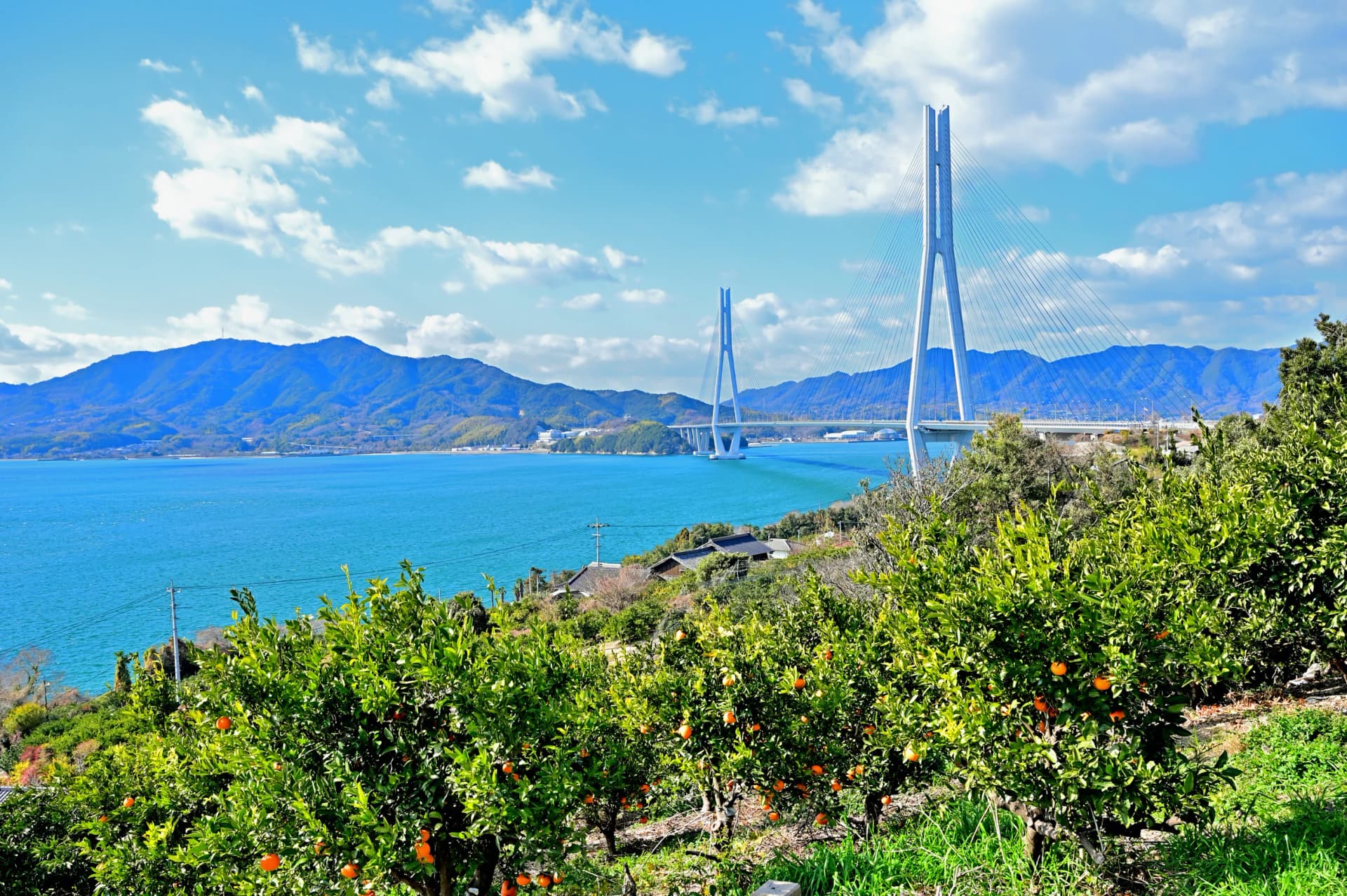 Look across the mandarin groves to the Tatara Bridge