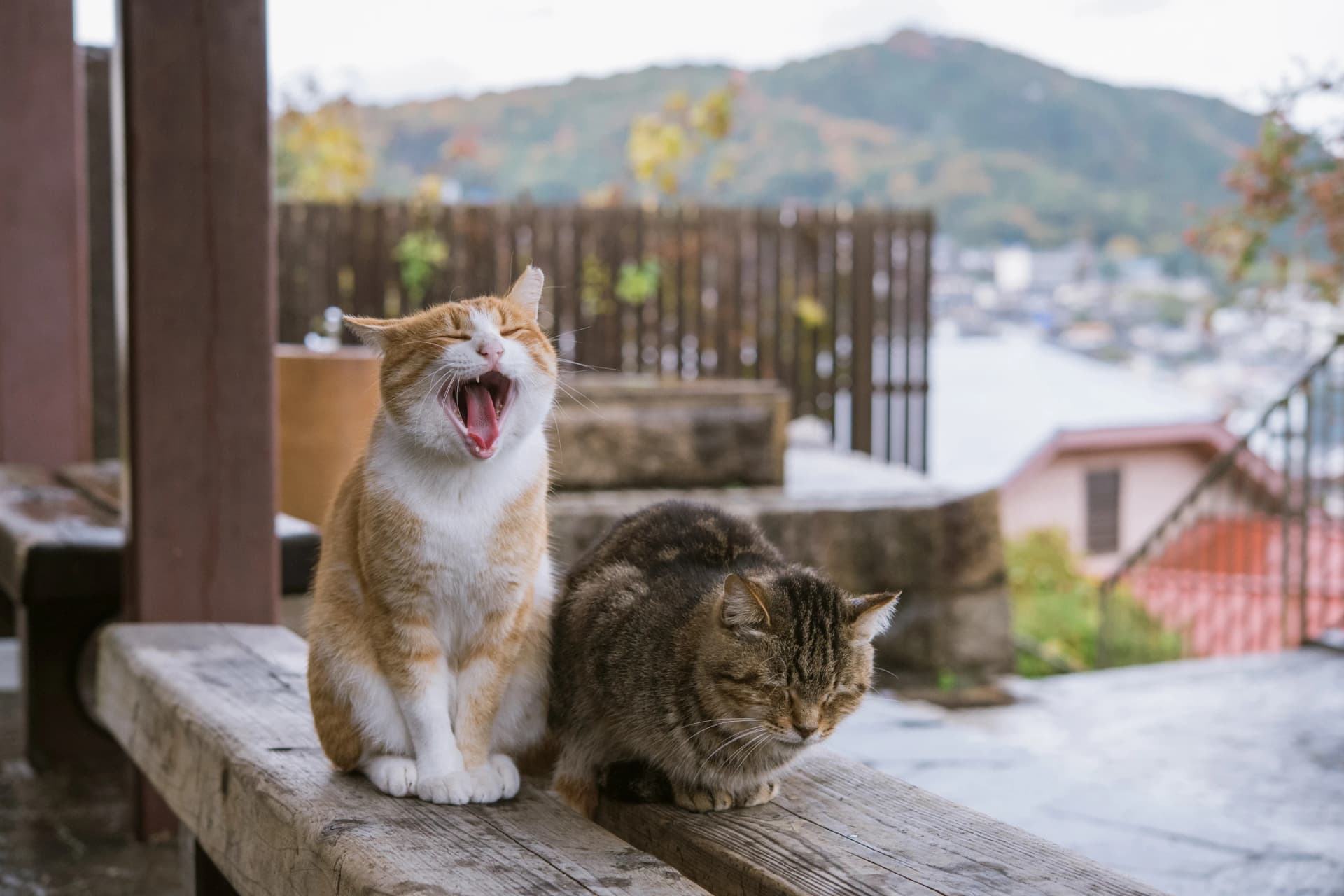 Meet one of Onomichi's street cats