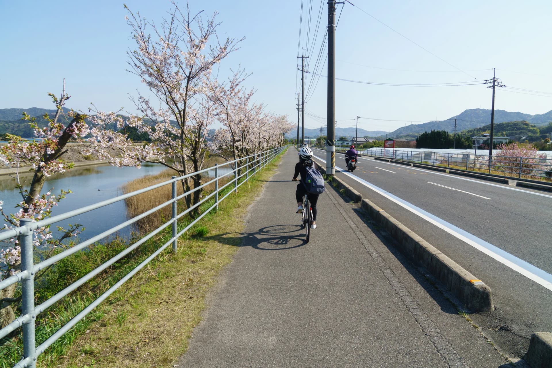 Ride under cherry blossom on the Shimanami Kaido