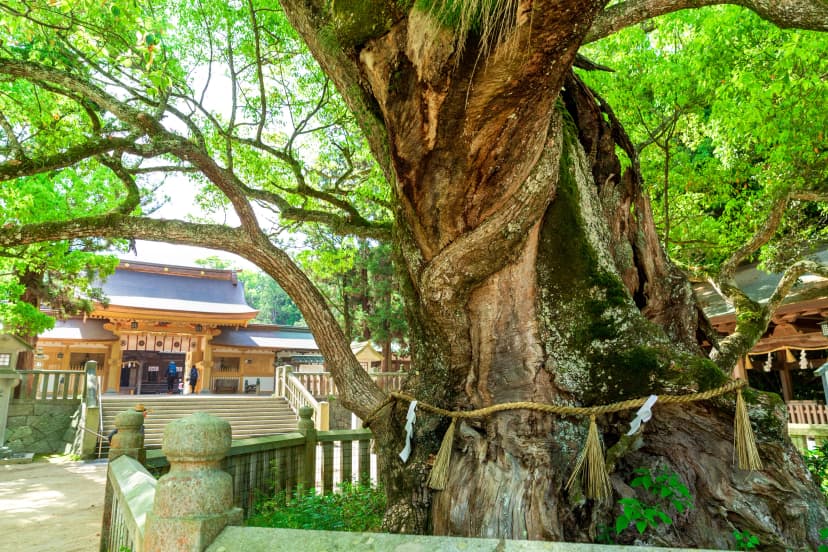 Stand under the sacred camphor at Ōyamazumi Shrine