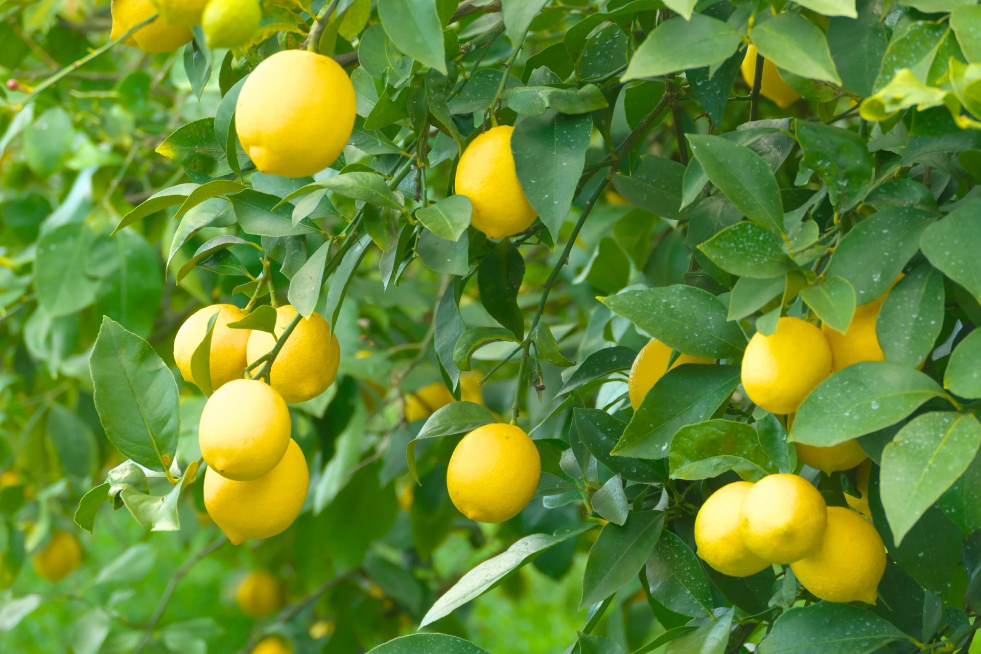 See lemons ripening in a Setoda grove