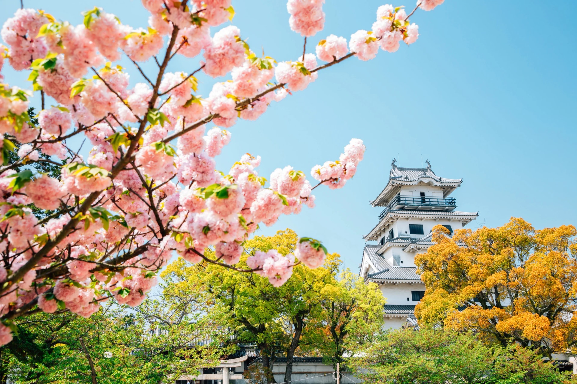 See Imabari Castle framed by spring blossom